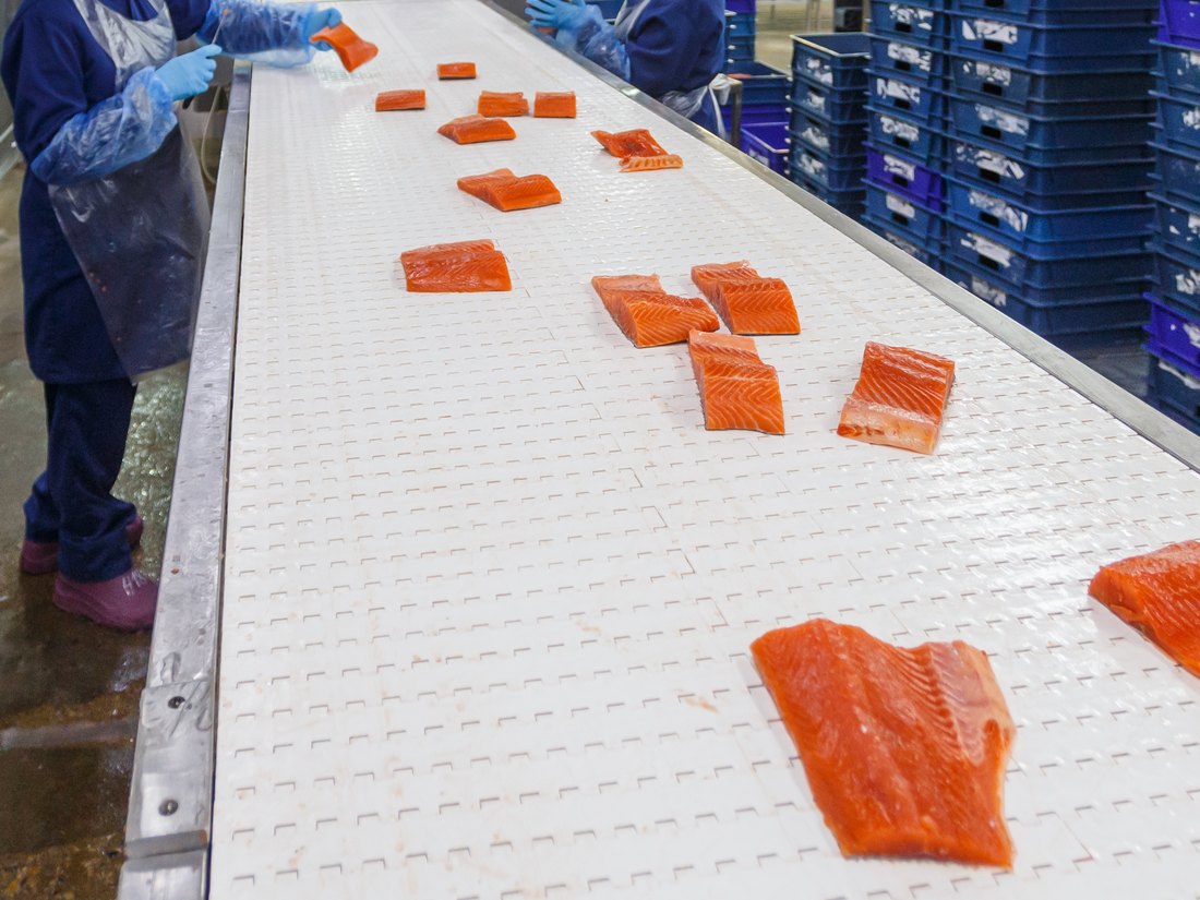 Salmon fillets spaced on a modular processing conveyor
