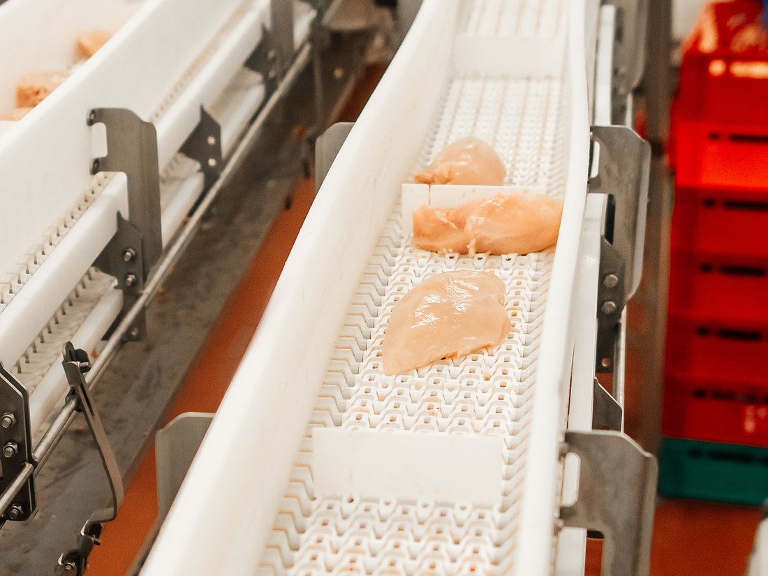 Chicken fillets on a white conveyor belt in a poultry processing plant